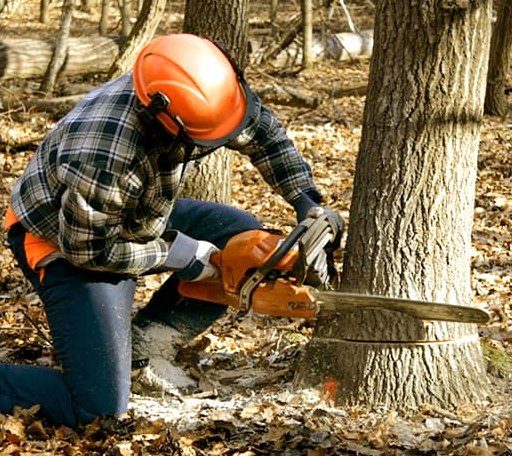 Tree Removal in Patrick Springs, VA